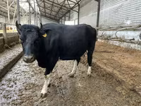 Lo’, Russian Black pied cattle — sawirka 6