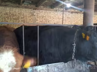 Букачар, Сиырлар — сүрөт 6