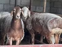 Schaf, East Friesian Dairy sheep — Foto 4