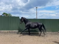 Horse (M), Nonius horse — photo 1