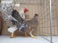 Chickens — รูปภาพ 8