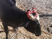 Lembu betina, Cattle — foto 4