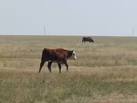 Lembu ternakan (lot, jantina tidak dinyatakan), Simmental cattle — foto 3