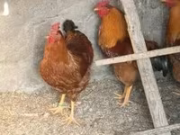 ኒው ሃምፕሻየር ቀይ — ፎቶ 1