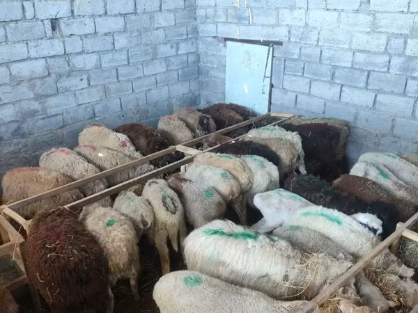 Sheep, Sheep