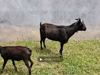 بز ماده, Murcia-Granada goats — عکس 8