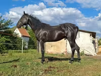 Cavalo, Nonius horse — foto 7