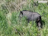 Cinghiale, Вьетнамская вислобрюхая — foto 2