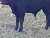 گاو نر, گاو سفیدسر قزاقستانی — عکس 5