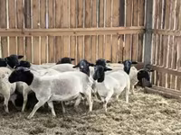 Oaie, Dorper sheep — foto 1