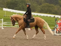 Koń, Quarter Horse — zdjęcie 7