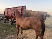 Caballo, Caballos — foto 2