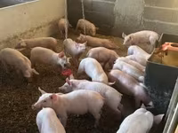 หมูป่าตัวผู้, Крупная белая — รูปภาพ 1