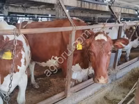 Lembu betina, Holstein breed — foto 2
