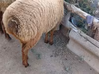 میش, گوسفند — عکس 2