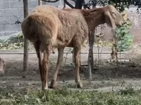 Beran, Arashan sheep — foto 1