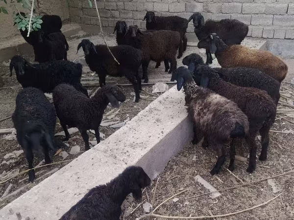 绵羊（批次，未指定性别）, Sheep — 乌兹别克斯坦