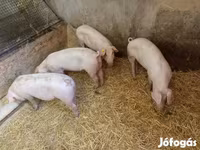 Säue, Schweine — Foto 4