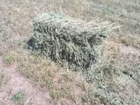 Сено в тюках ( третий укос ) Есть 540 тюков. Цена: 300 сом, торг — عکس 4