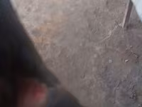 Chickens — foto 2