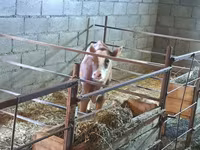 วัวตัวเมีย, Swiss cattle — รูปภาพ 5