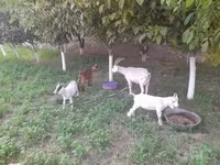 Koza, Alpine goat — zdjęcie 2