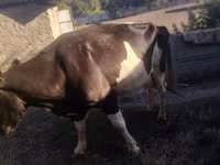 Vacă, Russian Black pied cattle — foto 3
