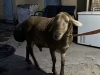 Bélier, Arashan sheep — photo 1