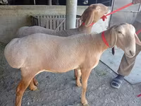 Ovce, Arashan sheep — foto 2
