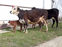 گاو ماده, Simmental cattle — عکس 5