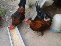 Chickens — photo 7
