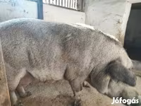 Scrofa, Мангалица — foto 3