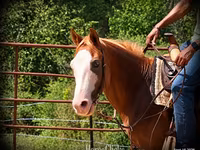 اسب نر, American paint horse — عکس 8