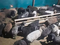 Ram, Schapen — foto 3
