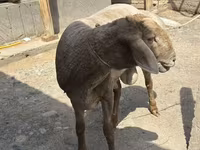 Montone, Arashan sheep — foto 4
