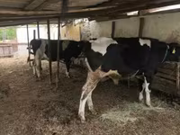 Stier, Russian Black pied cattle — foto 2