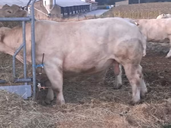 Бух, Charolais cattle