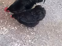 Chickens — φωτογραφία 2