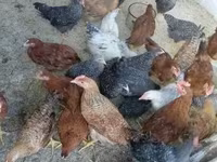 Chickens — fotografija 3