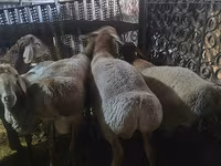 Biri-biri betina, Sheep — foto 8