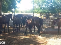 Kuda jantan, Horses — foto 2