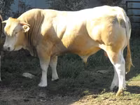 Býk, Blonde d’Aquitane cattle — foto 1