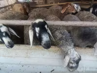 Kambing jantan, Sheep — foto 2