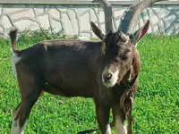 암염소, Toggenburg goat — 사진 2