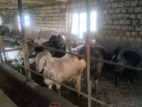 Kambing jantan, Sheep — foto 2
