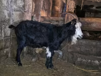 Ямаа, Kamori goats — 1 зураг