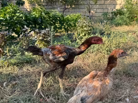 Chickens — foto 3