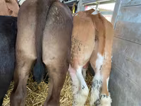 Cattle (batch, sex not specified), Aberdeen-Angus — photo 3
