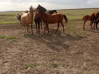 Cavallo, Cavalli — foto 4