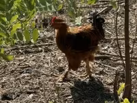 ไก่เดนมาร์ก — รูปภาพ 2